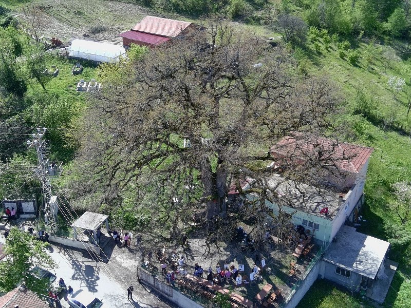 Koca Meşe Ağacı Gölgesinde Bir Teneffüs